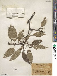 Nyssa sinensis image