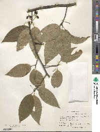 Nyssa sinensis image