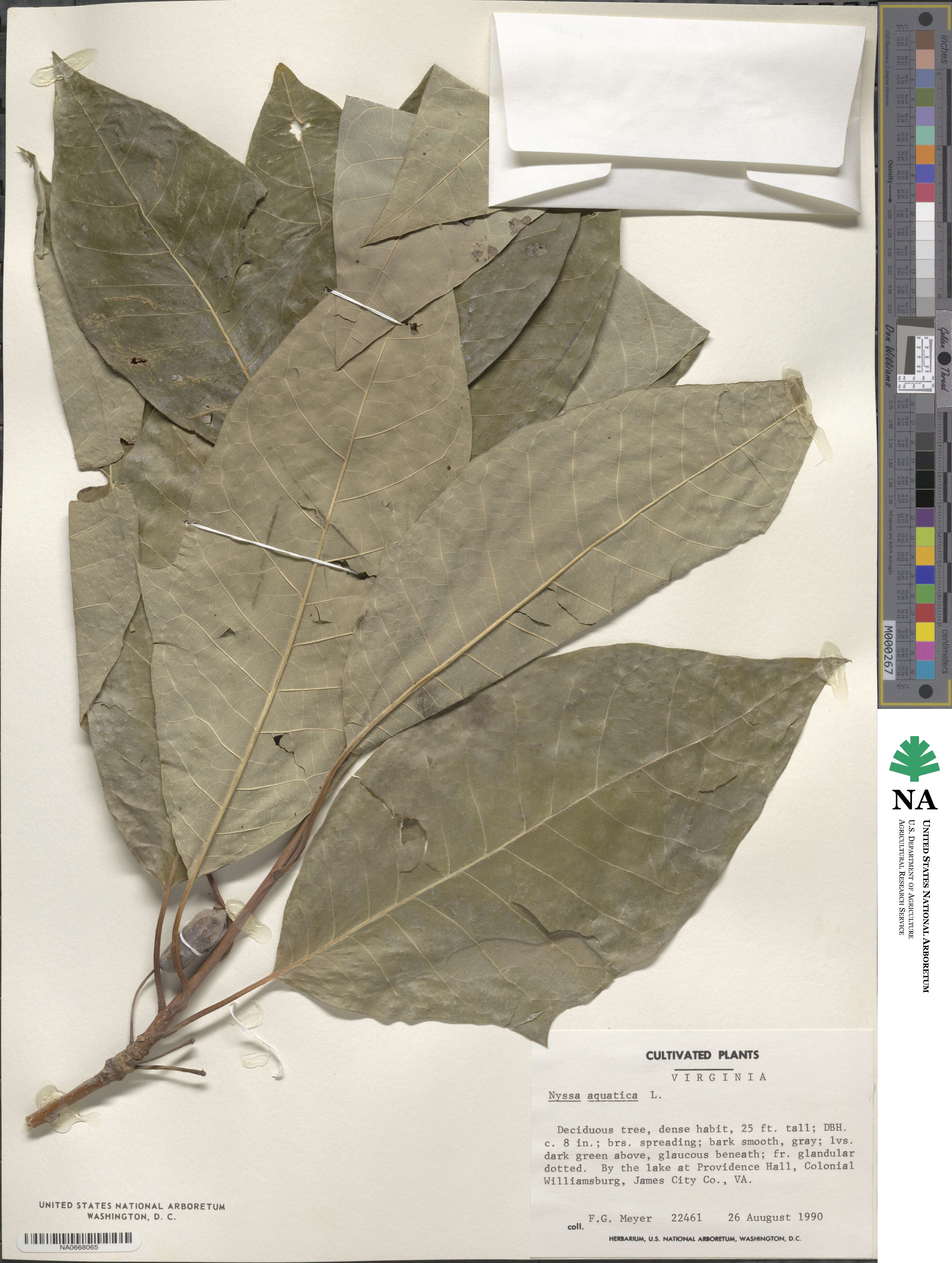 Nyssa aquatica image
