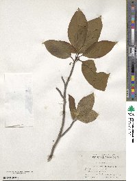 Nyssa sinensis image