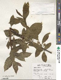 Nyssa sinensis image