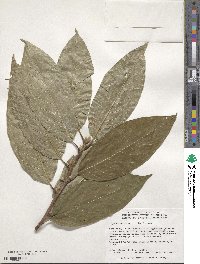 Nyssa sinensis image