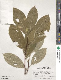 Nyssa sinensis image