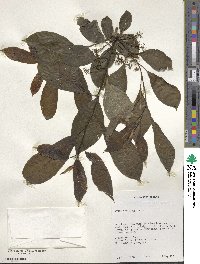 Nyssa sylvatica image