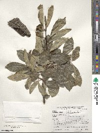 Nyssa sylvatica image