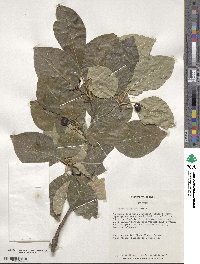 Nyssa sylvatica image