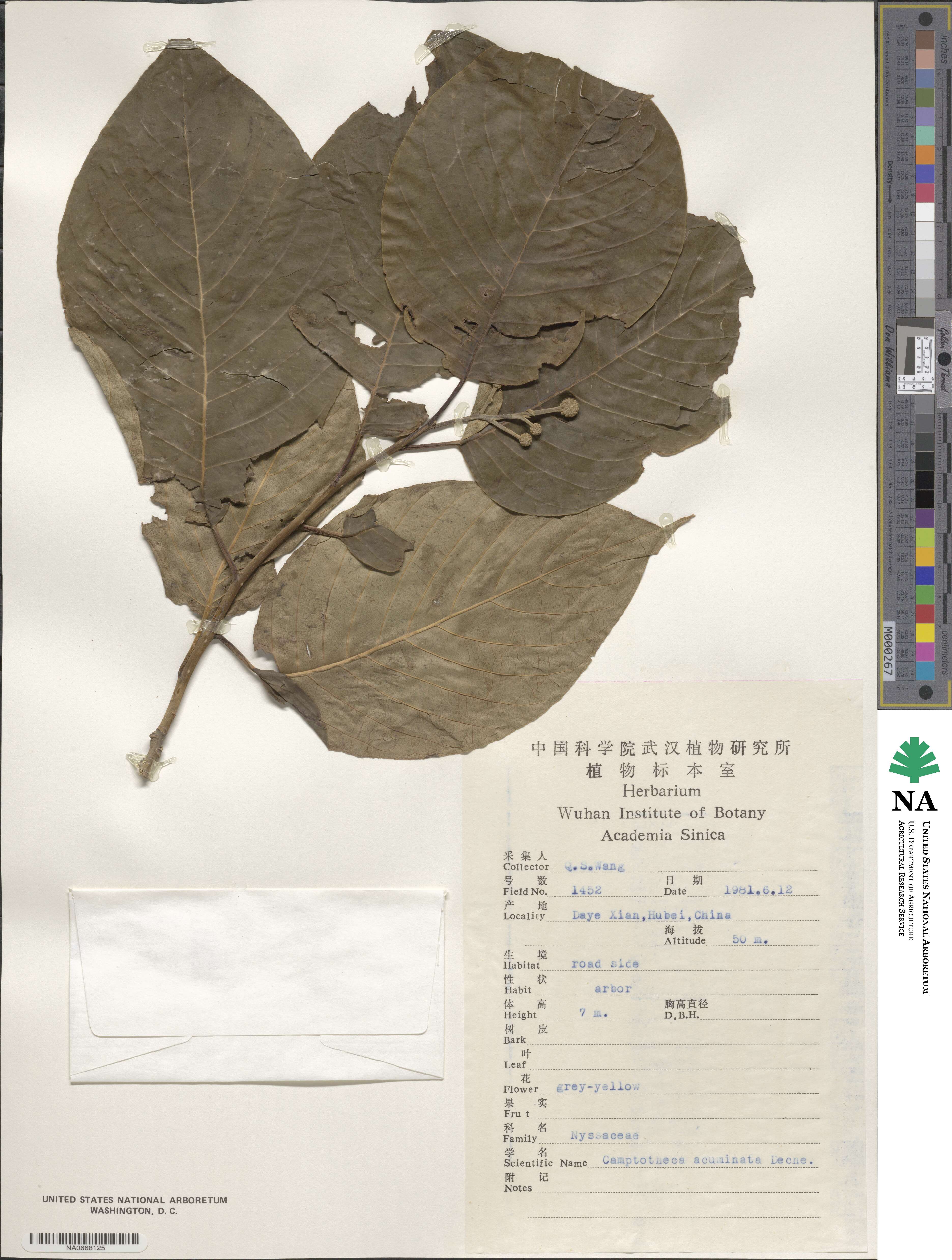 Camptotheca acuminata image