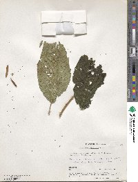 Camptotheca acuminata image