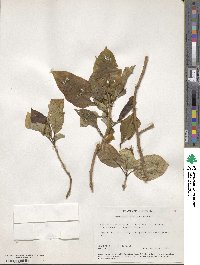 Camptotheca acuminata image