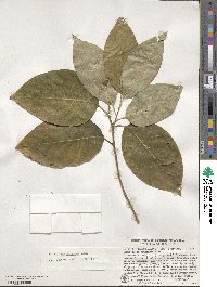 Camptotheca acuminata image