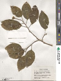 Camptotheca acuminata image