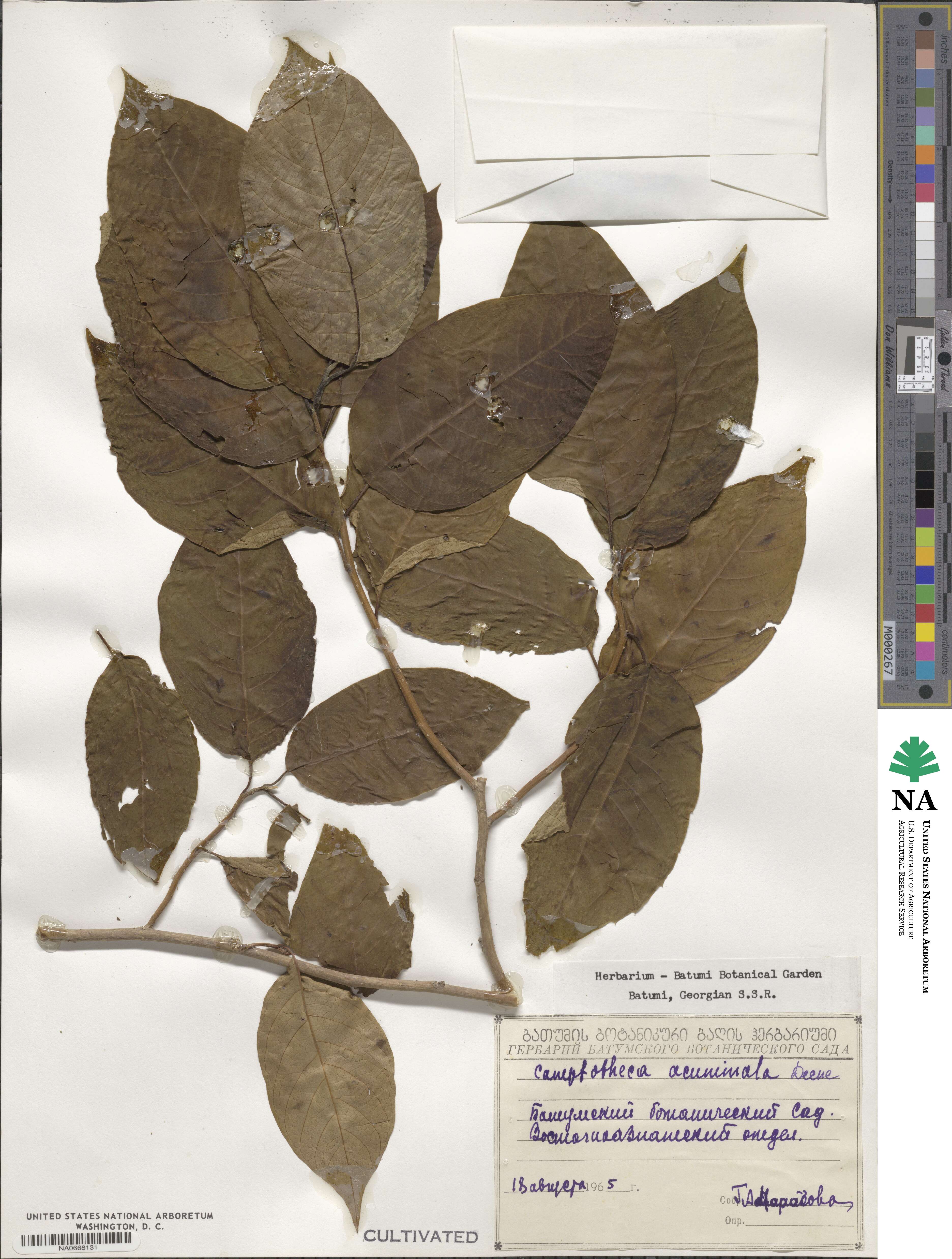 Camptotheca acuminata image