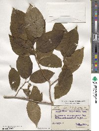 Camptotheca acuminata image