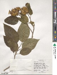 Camptotheca acuminata image