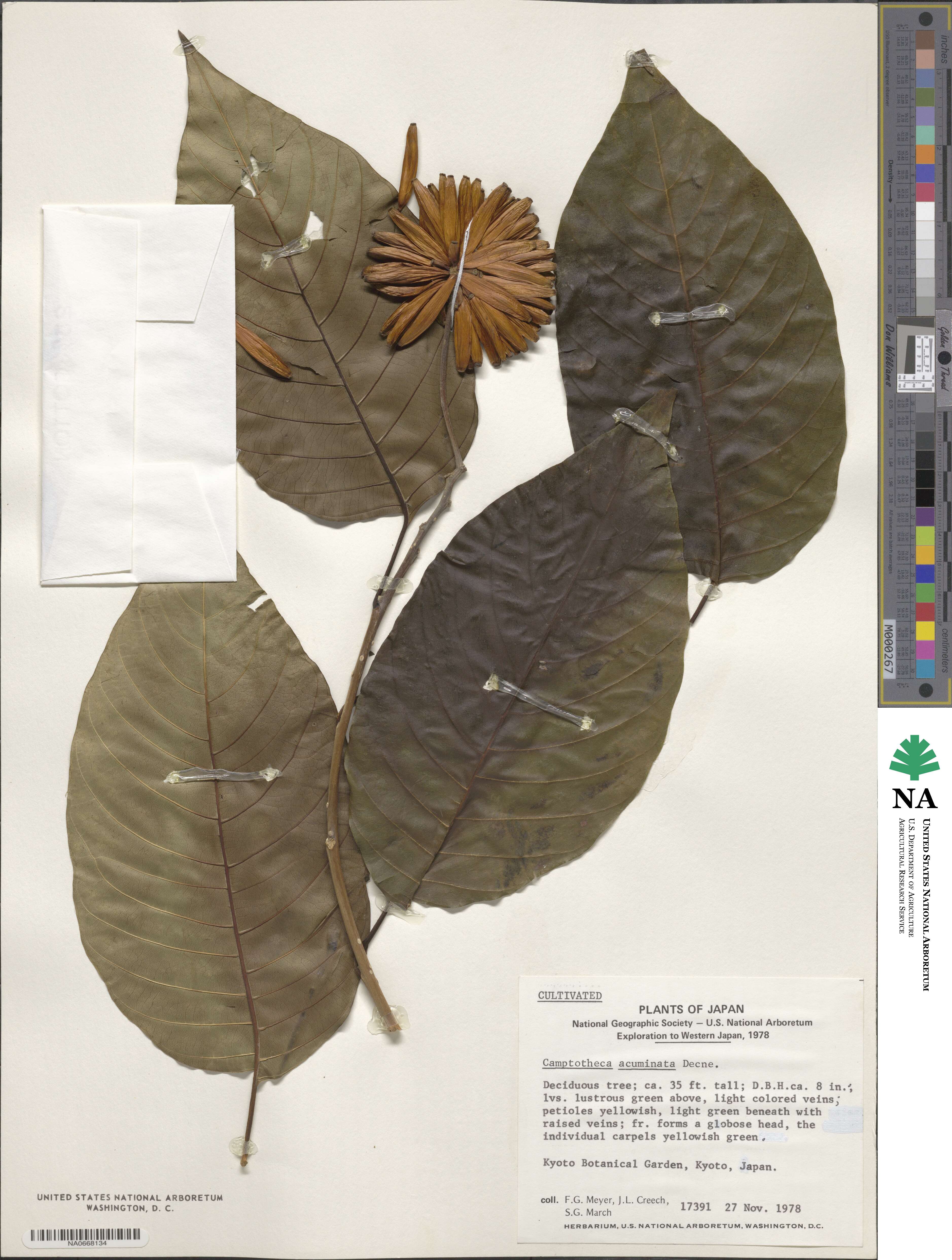 Camptotheca acuminata image