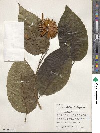 Camptotheca acuminata image