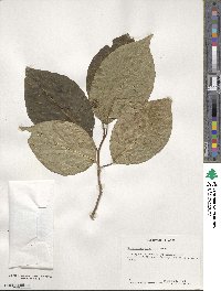 Camptotheca acuminata image