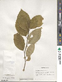 Camptotheca acuminata image