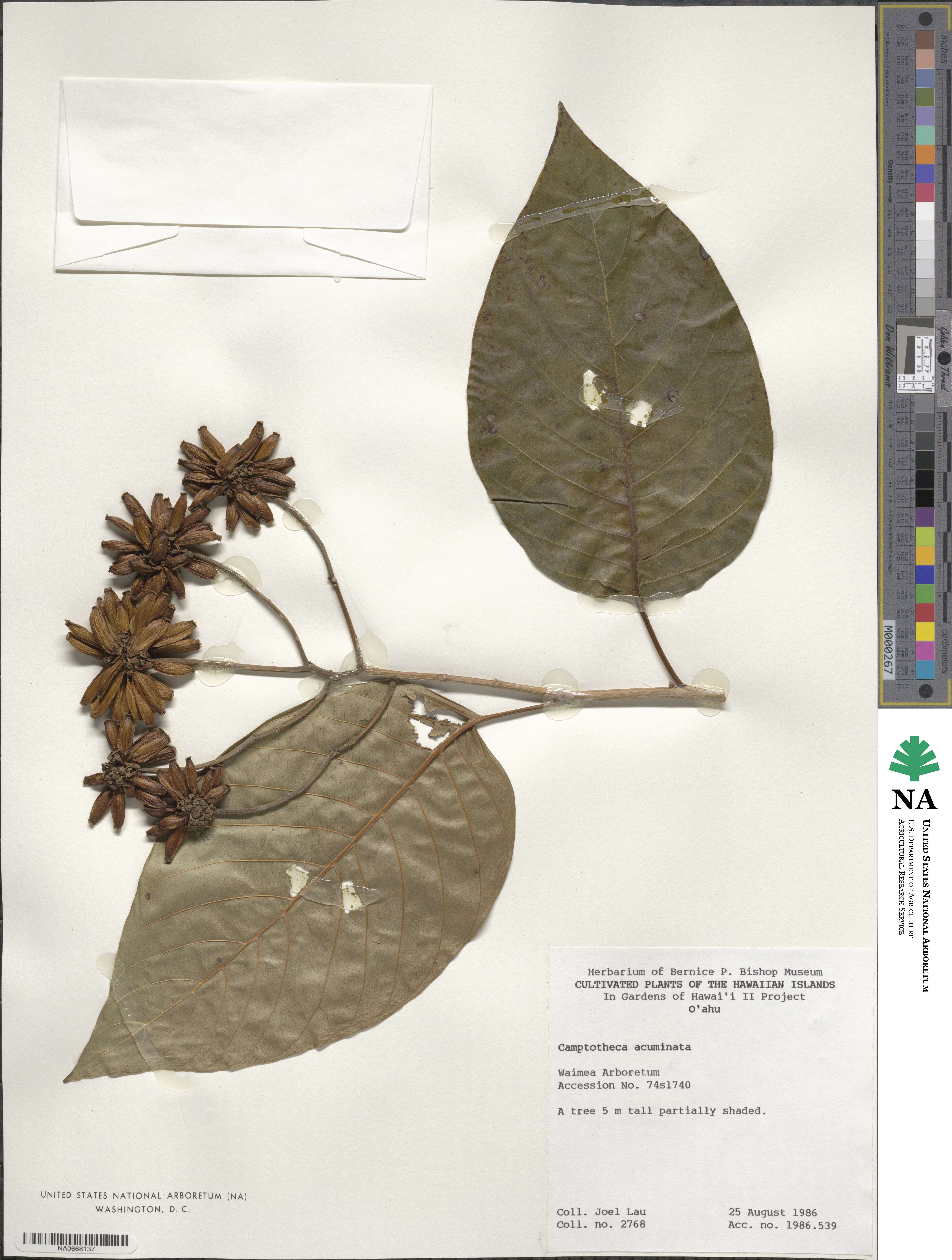 Camptotheca acuminata image