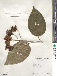 Camptotheca acuminata image