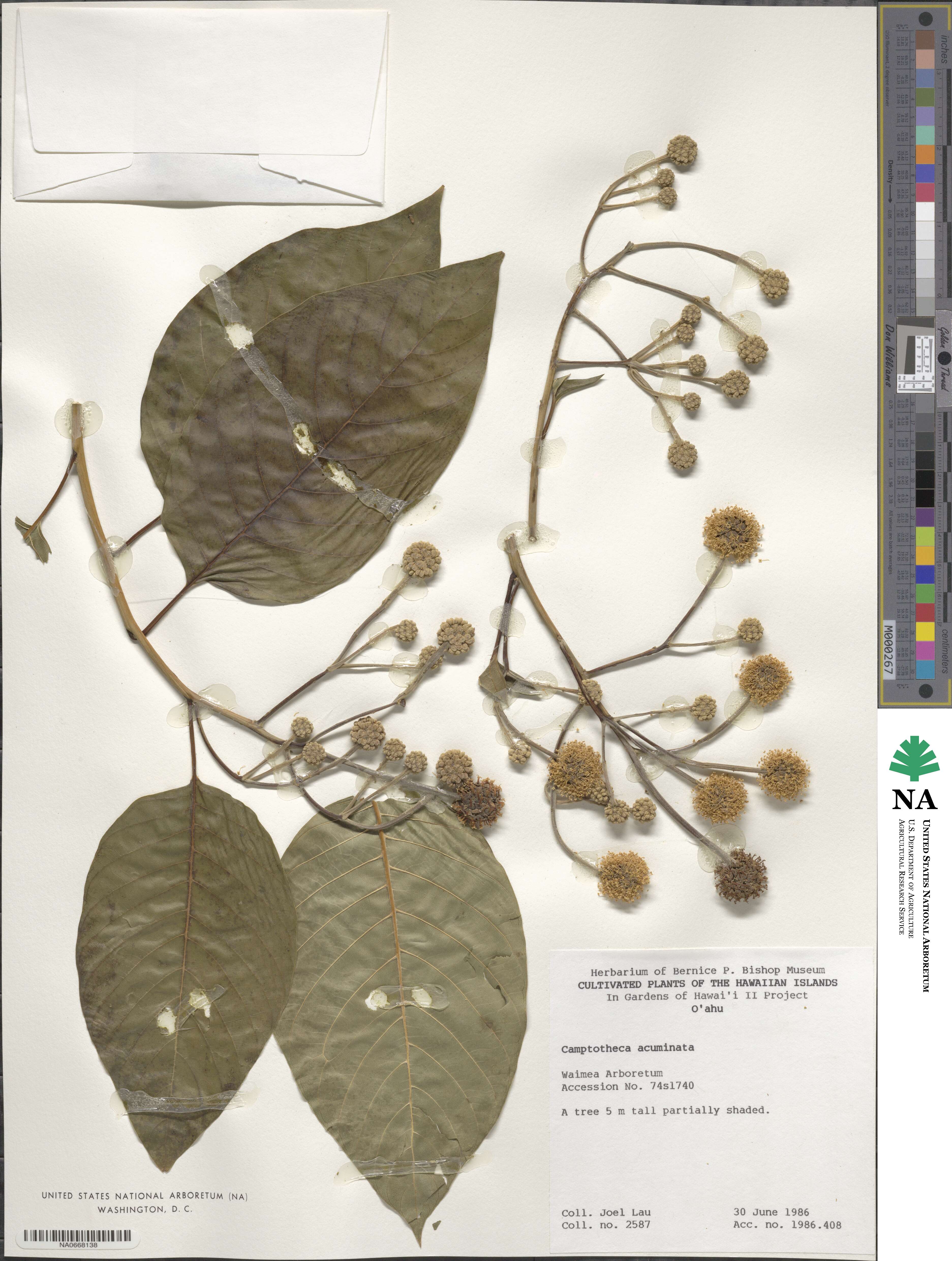 Camptotheca acuminata image