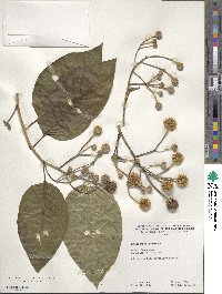 Camptotheca acuminata image