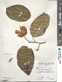 Camptotheca acuminata image