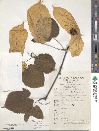 Davidia involucrata image