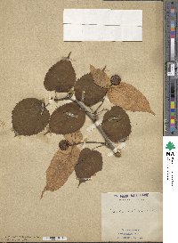 Davidia involucrata image