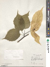 Davidia involucrata image