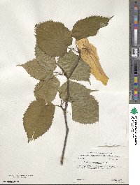 Davidia involucrata image