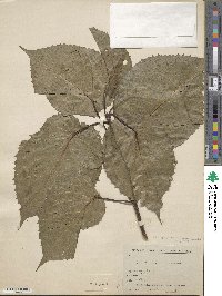 Davidia involucrata image