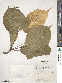 Davidia involucrata image