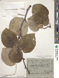 Davidia involucrata image