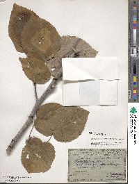 Davidia involucrata image