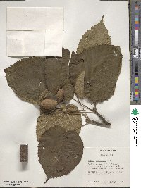 Davidia involucrata image