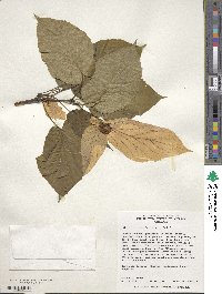 Davidia involucrata image