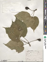 Davidia involucrata image