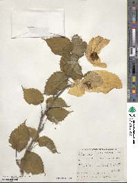 Davidia involucrata image