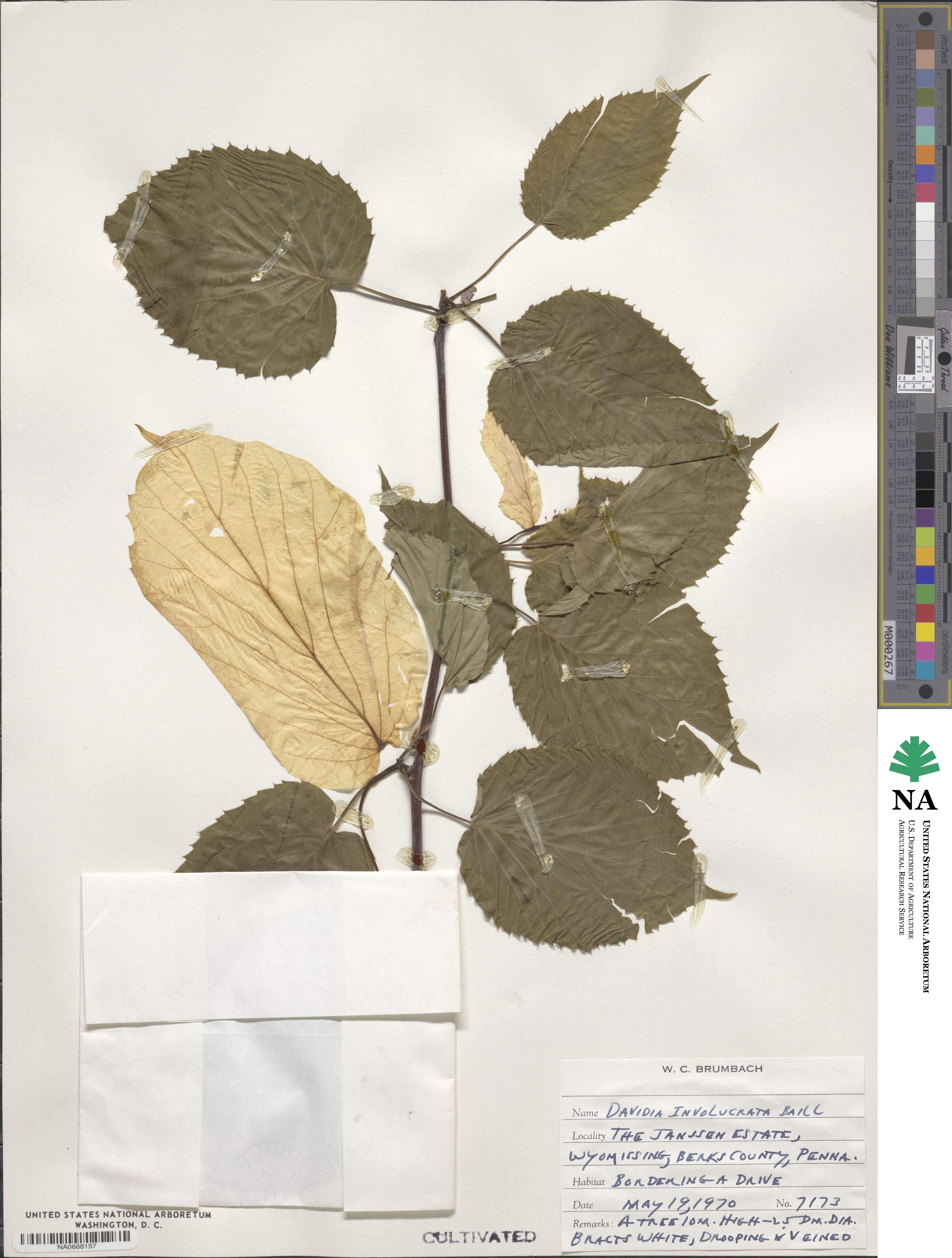 Davidia involucrata image