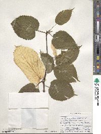 Davidia involucrata image