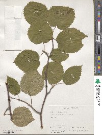 Davidia involucrata image