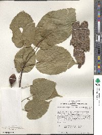 Davidia involucrata image