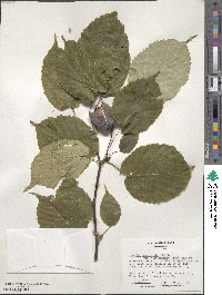 Davidia involucrata image