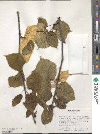 Davidia involucrata image