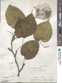 Davidia involucrata image