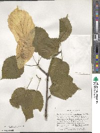 Davidia involucrata image