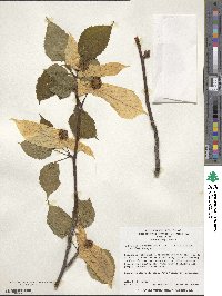 Davidia involucrata image