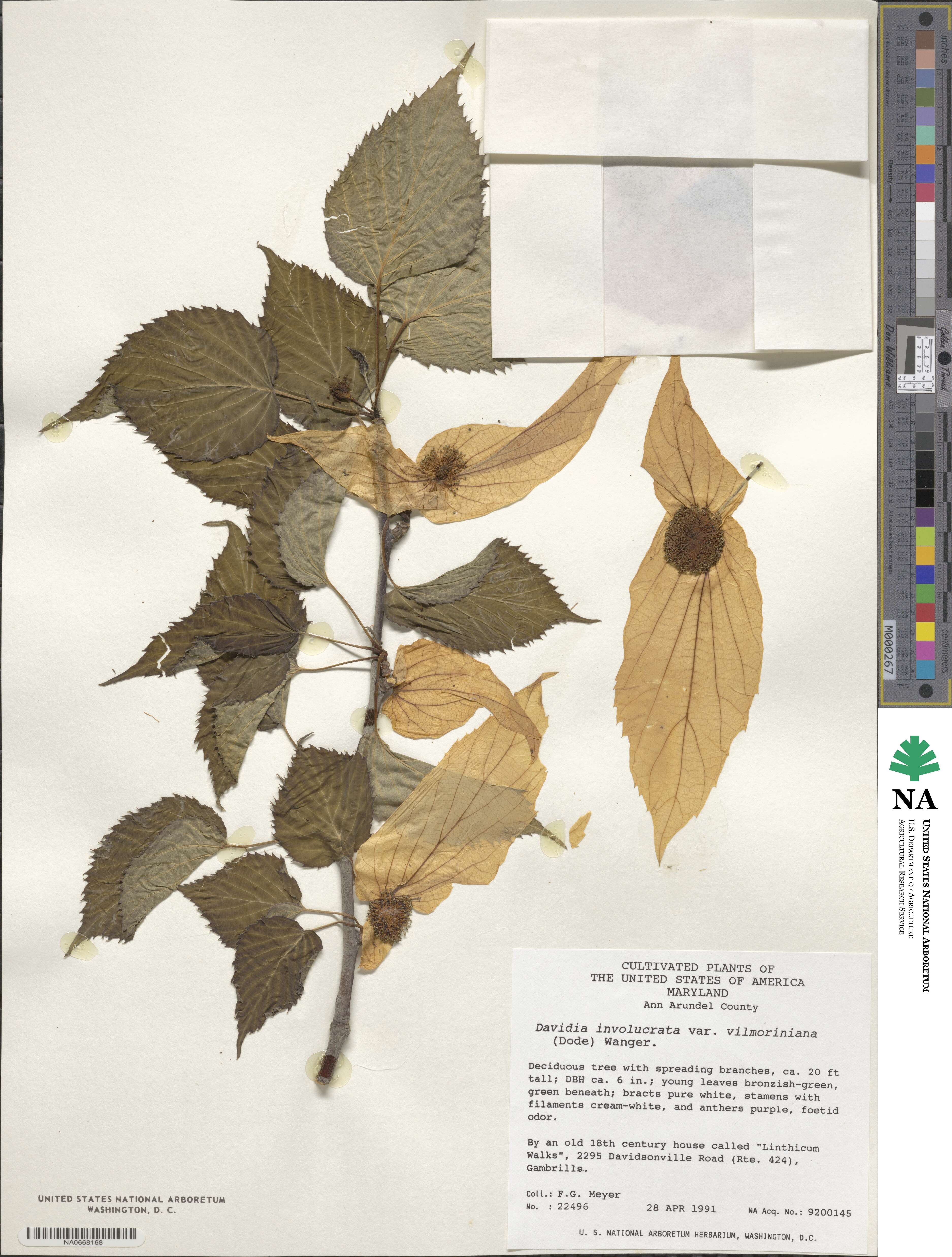 Davidia involucrata image