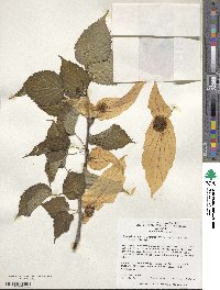 Davidia involucrata image